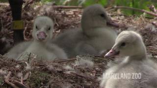 Trumpeter Swan Cygnets Hatch  The Maryland Zoo [upl. by Mandie333]