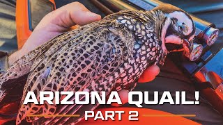 ARIZONA Quail Part 2 [upl. by Alik]