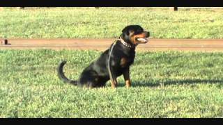 Rottweiler Schutzhund Training [upl. by Garin400]