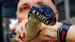 ARE BOELENS PYTHONS OVERRATED WE WANT TO KNOW [upl. by Harness]