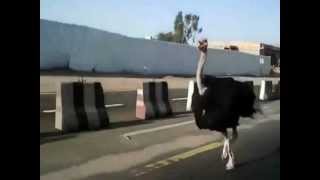 Ostrich Runs in Traffic [upl. by Huang]