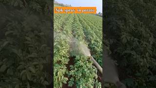 Npk spray in potato 🥔agriculture potato [upl. by Aerona723]