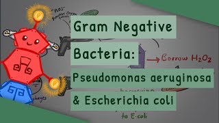 Gram Negative Bacteria Pseudomonas aeruginosa and Escherichia coli [upl. by Dnama]