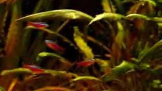 PLANTED AQUARIUM BİTKİLİ AKVARYUM [upl. by Hajidak]