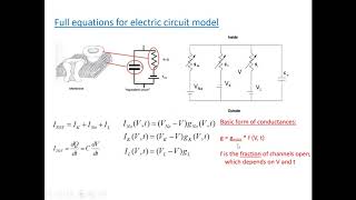 PHYS 410 The HodgkinHuxley model [upl. by Nylear]