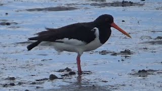 Shorebirds and Waders on the North Sea tidal flats in Germany [upl. by Kamaria]