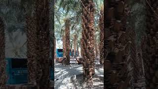 Madina Date PalmGarden ViewBeautiful PlaceAmazing love lastdayinmadina 2024 [upl. by Trista]