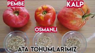 Domates Tohumu Nasıl Alınır En Doğru Yöntem [upl. by Hanauq]