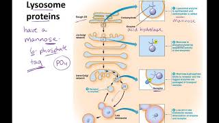 Endosomes to Lysosomes lecture [upl. by Kamal]