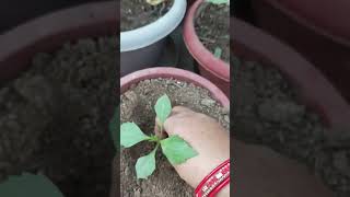 Repotting Dahlia flower plant👍🌱 shortsyoutube gardening winterflower terracegraden [upl. by Anilos]