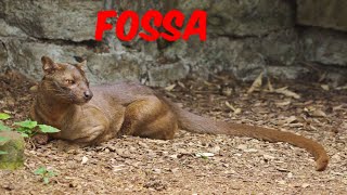 Fossa The Enigmatic Predator of Madagascar [upl. by Greenman565]