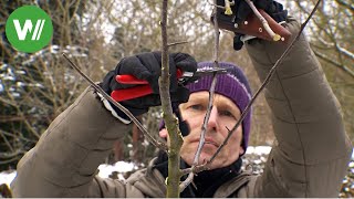 Der Garten im Februar  Baumschnitt an einem jungen und einem alten Obstbaum [upl. by Gelhar]