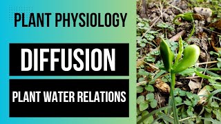 PLANT WATER RELATIONS  DIFFUSION  PLANT PHYSIOLOGY PART 1 neet lifescience botany [upl. by Leinahtam]