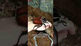 Goliath Beetle  The Worlds Largest Beetle [upl. by Assylla]