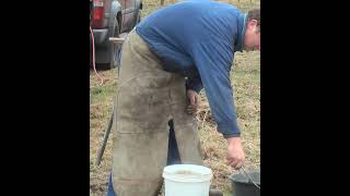 Hot shoeing a Belgian draft horse [upl. by Concepcion]