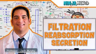 Renal  Filtration Reabsorption and Secretion Overview [upl. by Puiia]