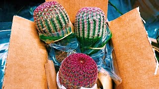 The Arizona Rainbow Hedgehog Cactus Echinocereus rigidissimus  Cold Hardy Cactus [upl. by Chiles]