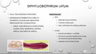 Cestoda 3 of 3 [upl. by Agretha]
