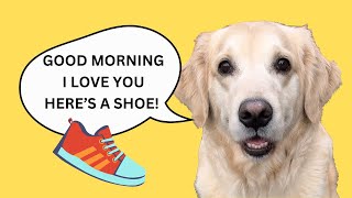 TALKING Golden Retriever gives the best Good Morning [upl. by Adnilreb]