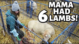 A set of sextuplets a set of quintuplets and NINE stillborn lambs😔  Vlogmas 2022  Vlog 656 [upl. by Cordeelia]