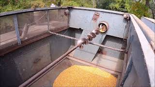 Gleaner F2 filling grain tank [upl. by Nodlew]