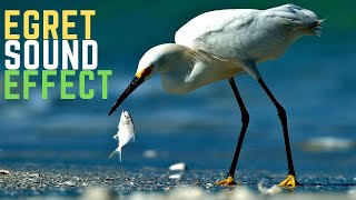 Egret Sound Effect  Herons Sounds [upl. by Peonir]