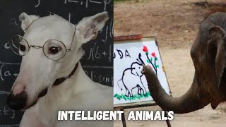 7 Most Intelligent Animals in the World [upl. by Anwahsad]