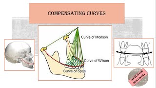 Compensating Curves  Curve of Spee  Curve of Wilson  Curve of Monson [upl. by Ciapha32]