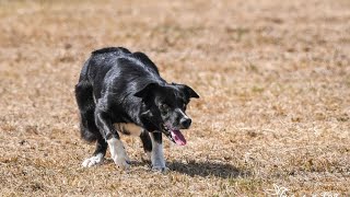 Dell Continental Sheepdog Champion 2022 Qualification [upl. by Mackler]