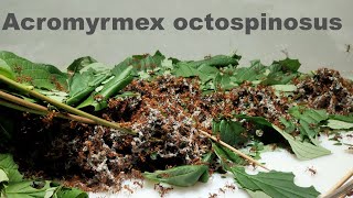 Blattschneiderameisen  Acromyrmex Octospinosus  UPDATE 7 [upl. by Payne]