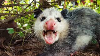 Top 7 Amazing Opossum Facts [upl. by Intyrb]