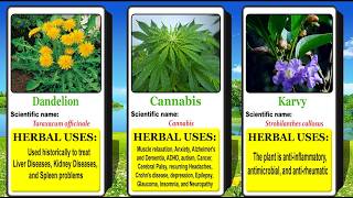 Medicinal Plants and their Herbal Uses [upl. by Kanal]