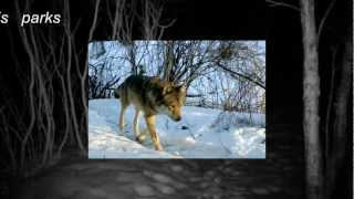 Vilki gaudo Ķemeru nacionālais parks  Wolf voices Kemeri National Park [upl. by Camella]