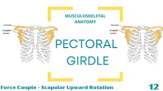 Force Couple  Upward Rotation [upl. by Bonni52]