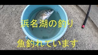 浜名湖の釣り 魚釣れています [upl. by Slifka]