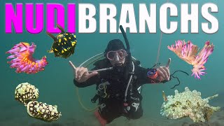 Scuba Diving For NUDIBRANCHS At WORLD RECORD Site [upl. by Nosiddam248]