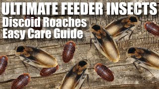 Are Discoid Roaches the ULTIMATE feeder Insect An easy care guide for success [upl. by Nogam]