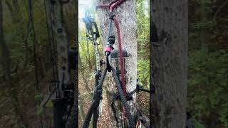 Whitetail Rut heating up in Tennessee archeryhunting whitetails deerhunting whitetailrut [upl. by Shannan]