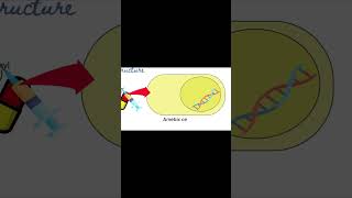 Metronidazole  Flagyl  Mechanism of Action  Pharmacology [upl. by Asirb]