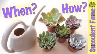 How To Water Succulents Tips to Keep Them Alive [upl. by Wentworth956]