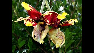 ORQUIDEA Stanhopea Tigrina CULTIVO y CUIDADOS orquídeas torito [upl. by Killam]