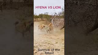 Lion vs Hyenas Survival of the Fittest [upl. by Rehpatsirhc]