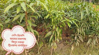 Buy premium quality mango seedlings প্রিমিয়াম কোয়ালিটির আমের চারাগাছ 01723880690 [upl. by Choong826]