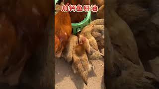 鱼肝油添加剂养殖猪牛羊鸡鸭鹅养殖添加剂 饲料添加剂厂家 饲料添加剂原料 养鸡小妙招 科普 科学养鸡 [upl. by Innavoij]