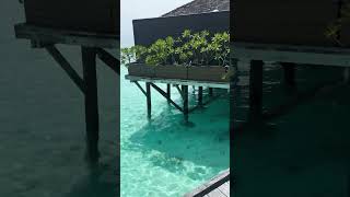 Meeru Island Resort Maldives holidayseason maldives [upl. by Gromme333]