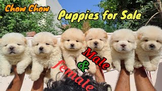 Show Quality Chow Chow Puppies Sale in Delhi NCR [upl. by Gillead]