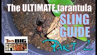 The ULTIMATE Tarantula Sling Guide  Part 2 [upl. by Ellah]