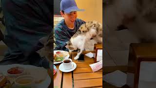 Cat Funny Videos 😻 Cat Fight 😹 cathouse Part 2139 [upl. by Ariamat]