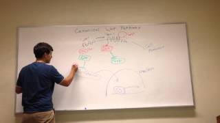 Canonical Wnt Signaling Pathway [upl. by Strickman]