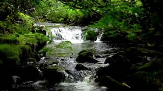 Relaxing Waterfall Nature SoundsNatural music of Birds ChirpingSleeping Bird Sound Meditation [upl. by Boyden]